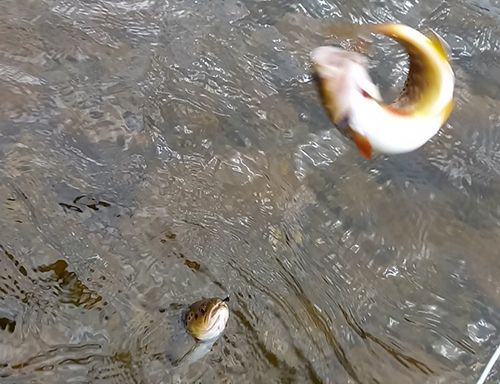 fish being caught